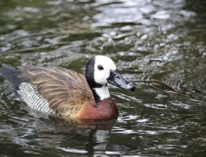 white brown and black duck thumbnail