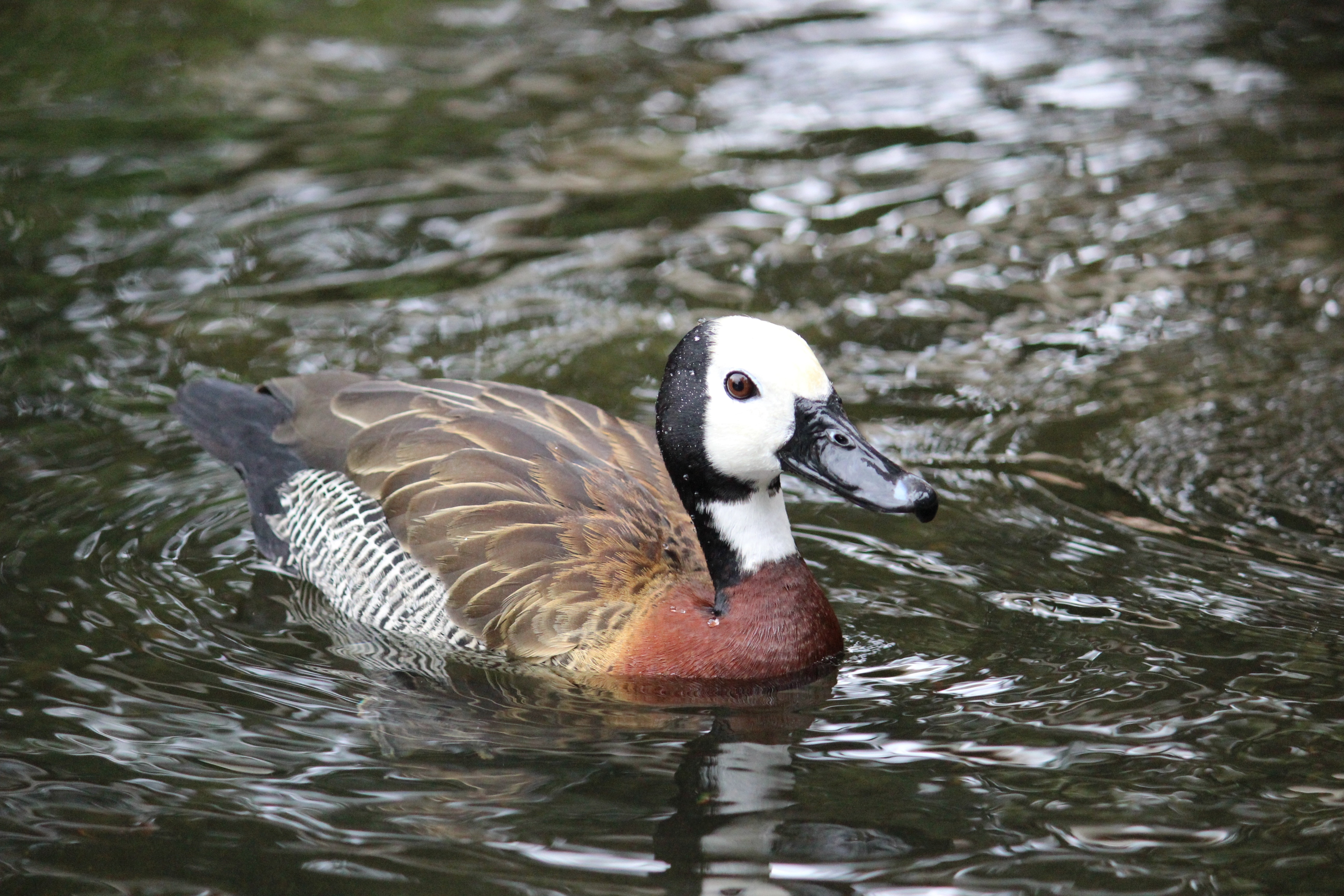 white brown and black duck