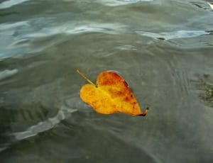 yellow and red leaf thumbnail