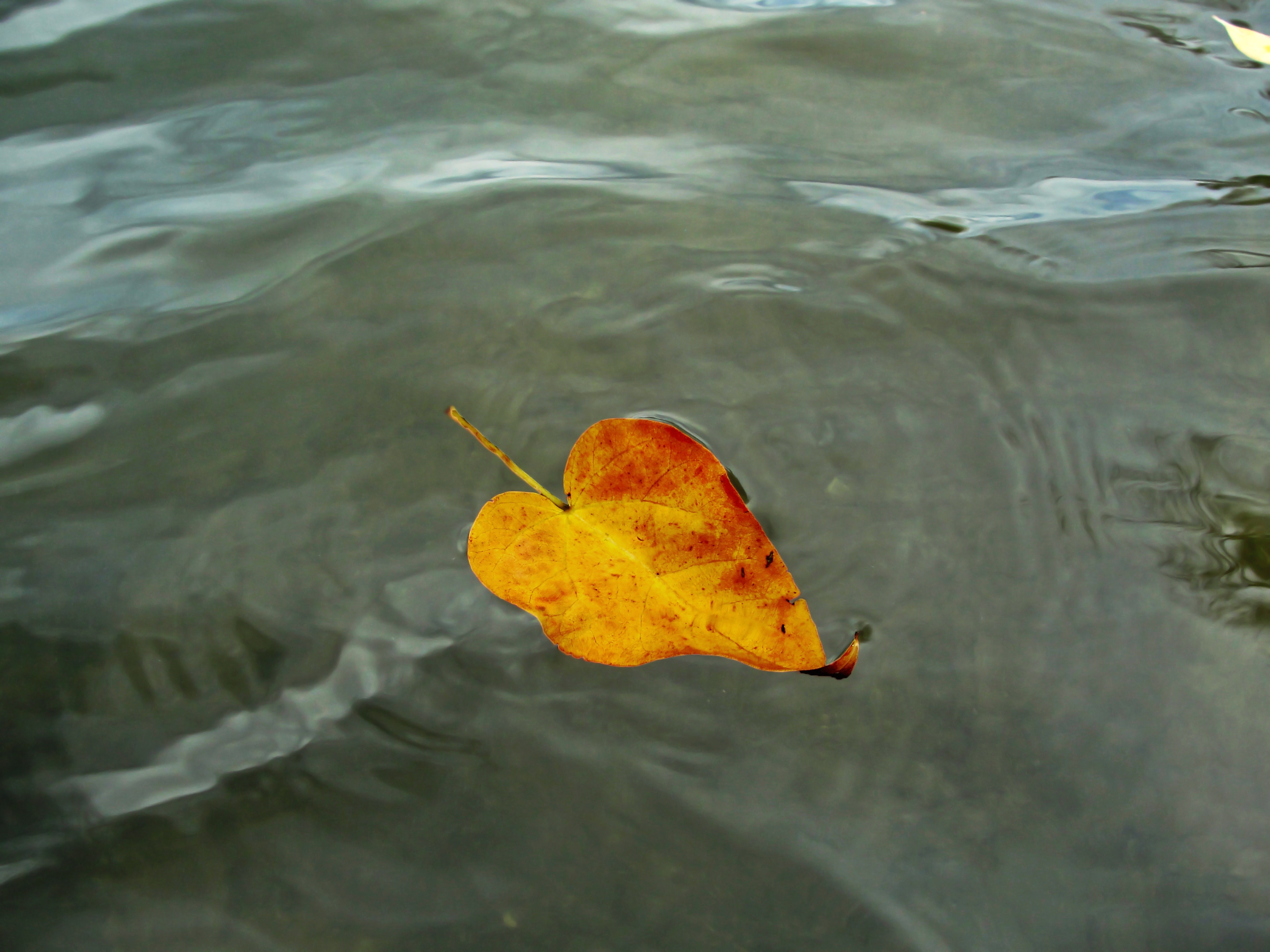 yellow and red leaf