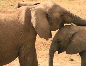 2 elephants thumbnail