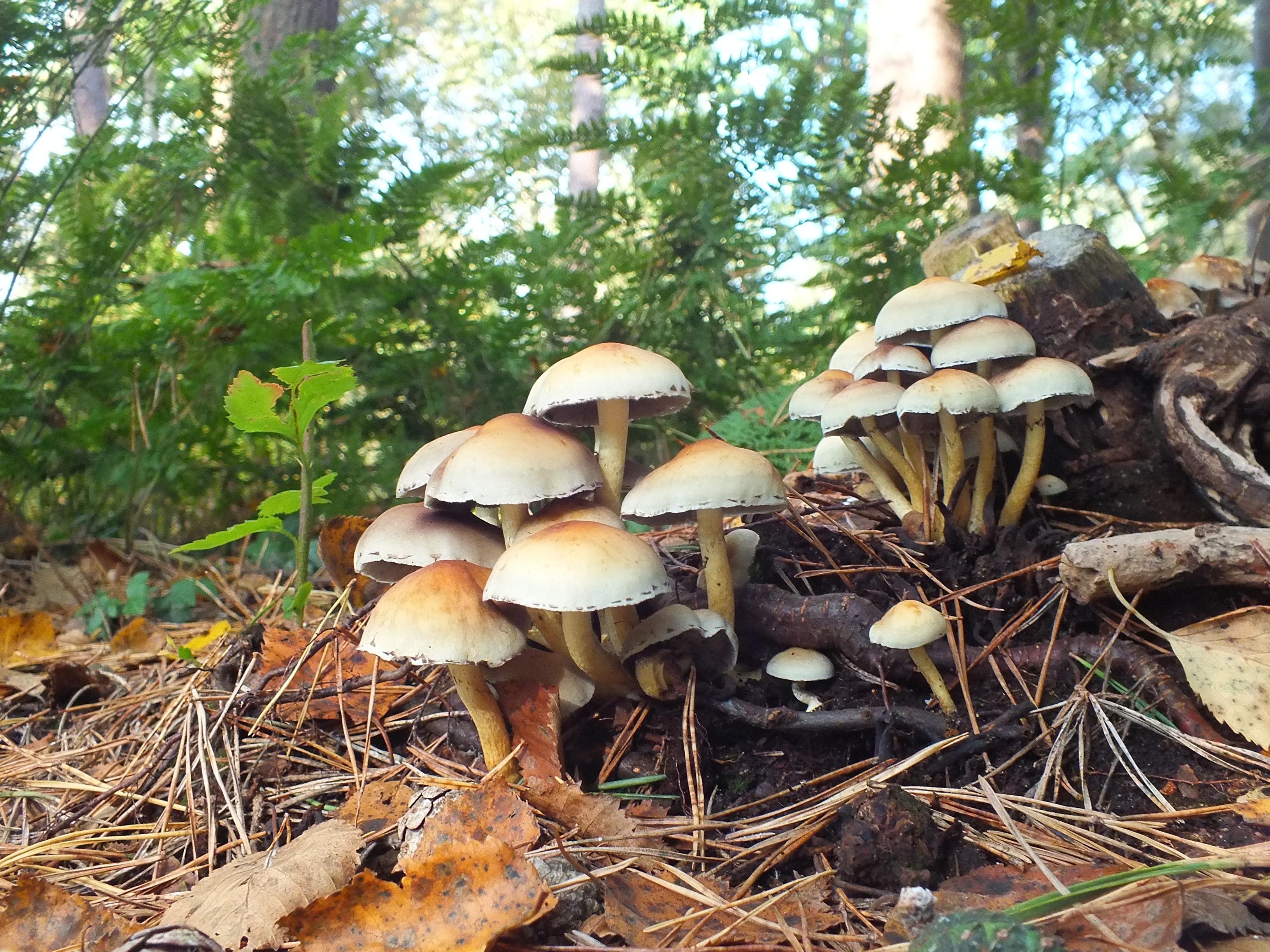 brown mushroom lot