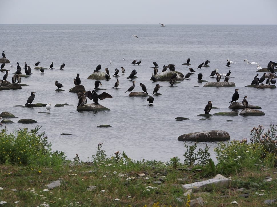 black birds on rock formation  on body of water preview