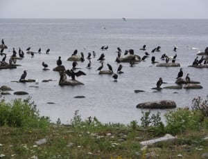 black birds on rock formation  on body of water thumbnail