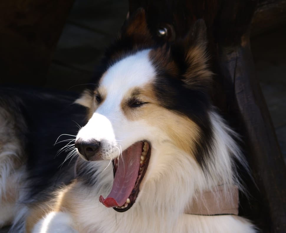 closeup photo of tricolor long coat dog doing yawning preview