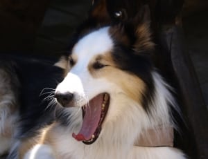 closeup photo of tricolor long coat dog doing yawning thumbnail