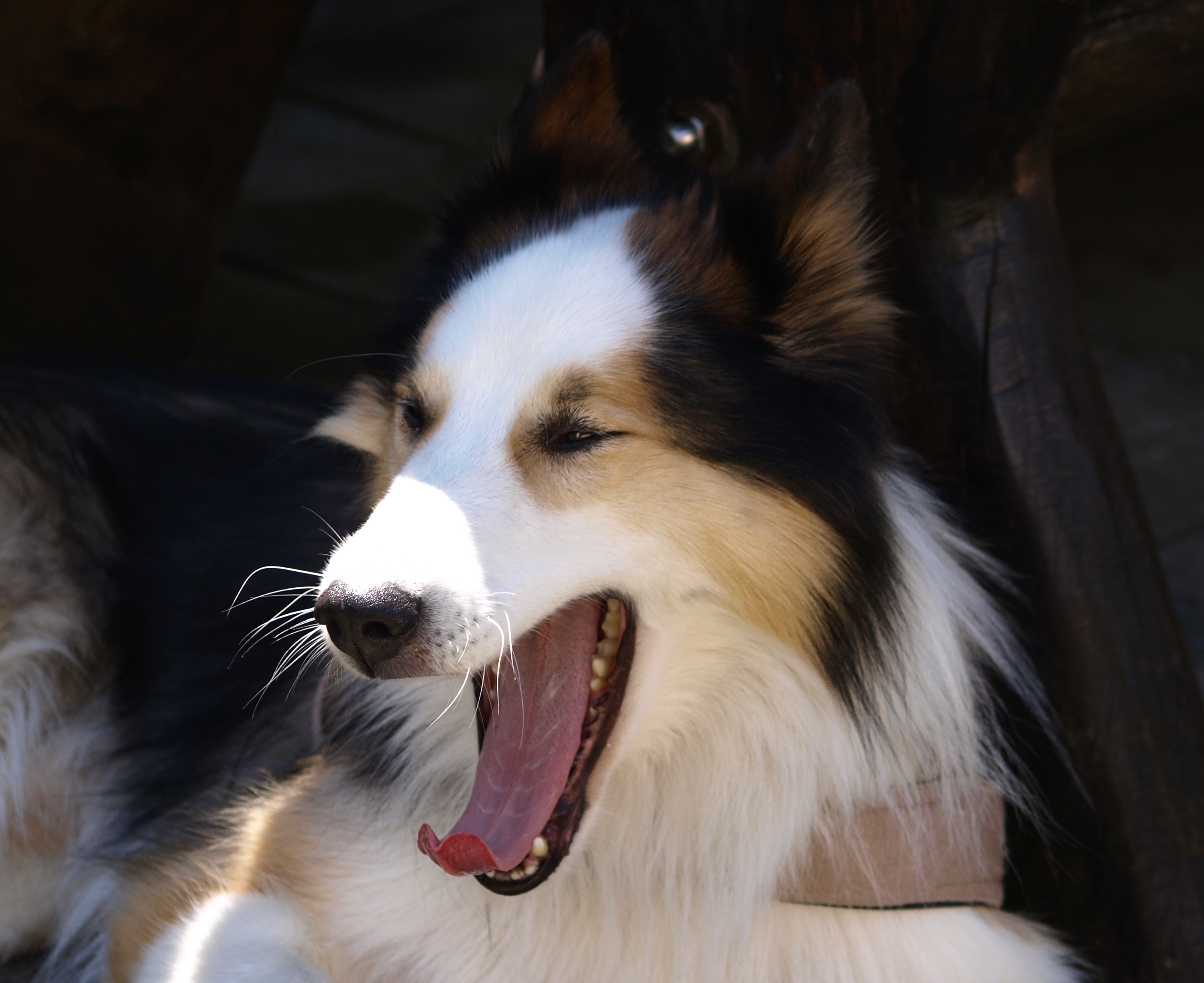 closeup photo of tricolor long coat dog doing yawning