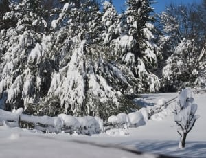 trees in snow thumbnail
