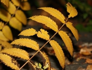 yellow leaved plant thumbnail