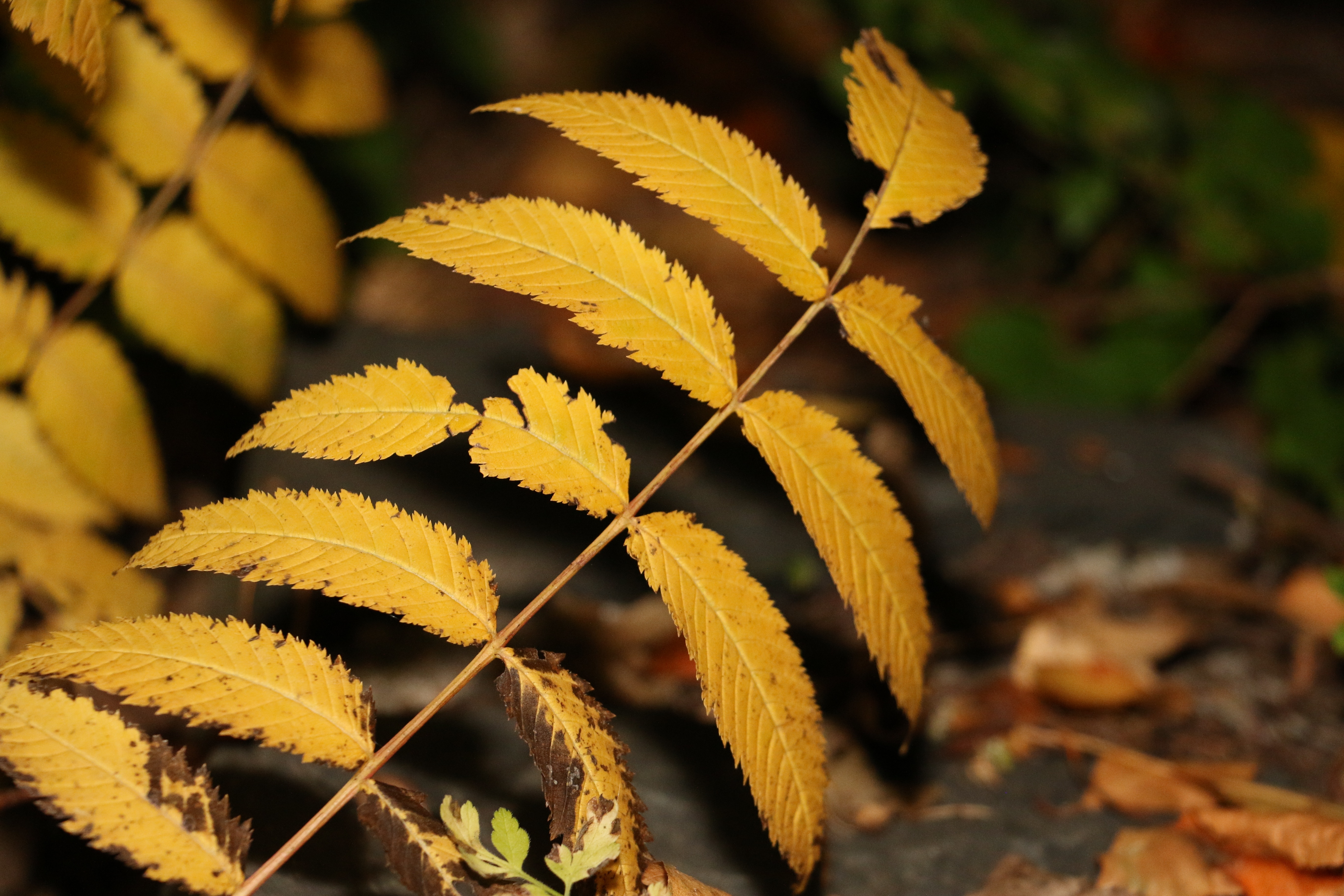yellow leaved plant