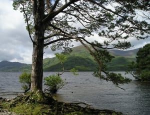 tree on shore of body of water thumbnail