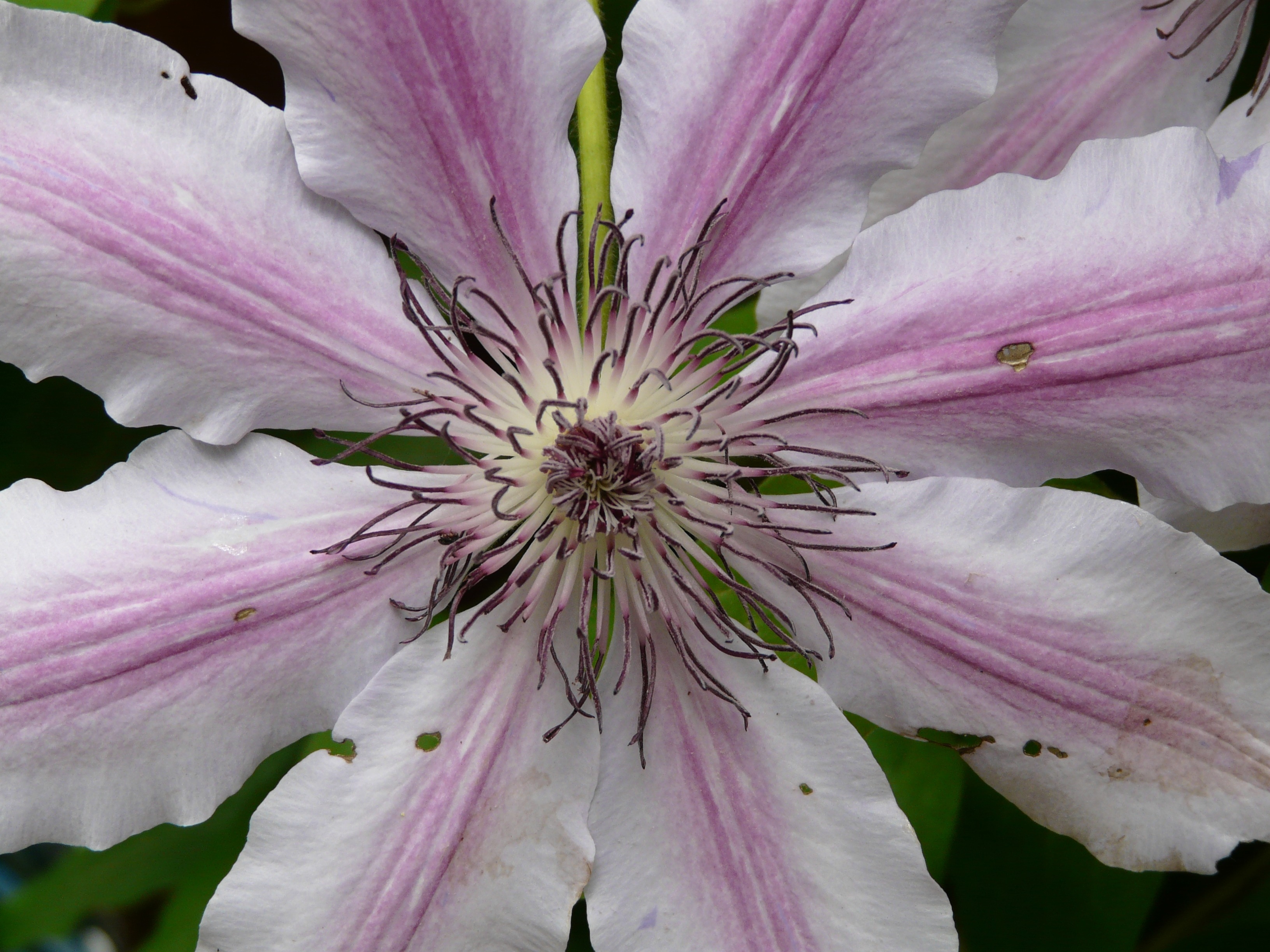 white and purple petal flower
