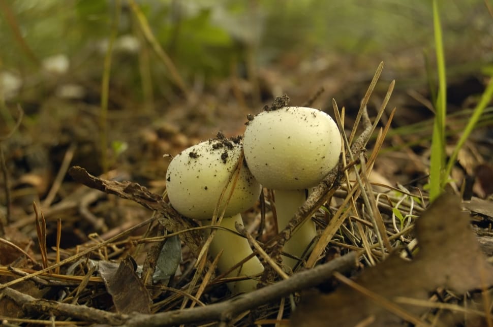 2 white mushroom preview