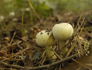 2 white mushroom thumbnail