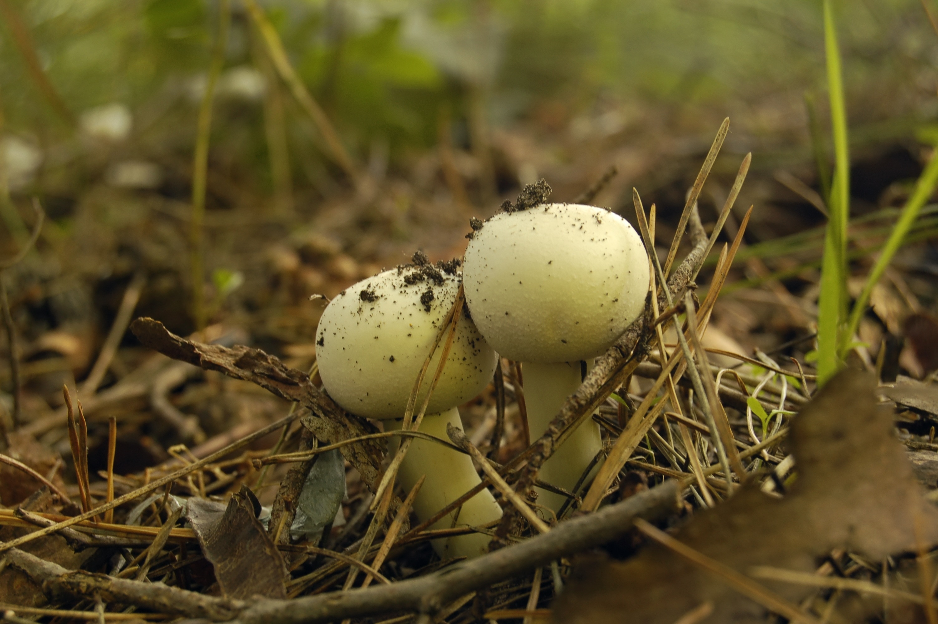 2 white mushroom