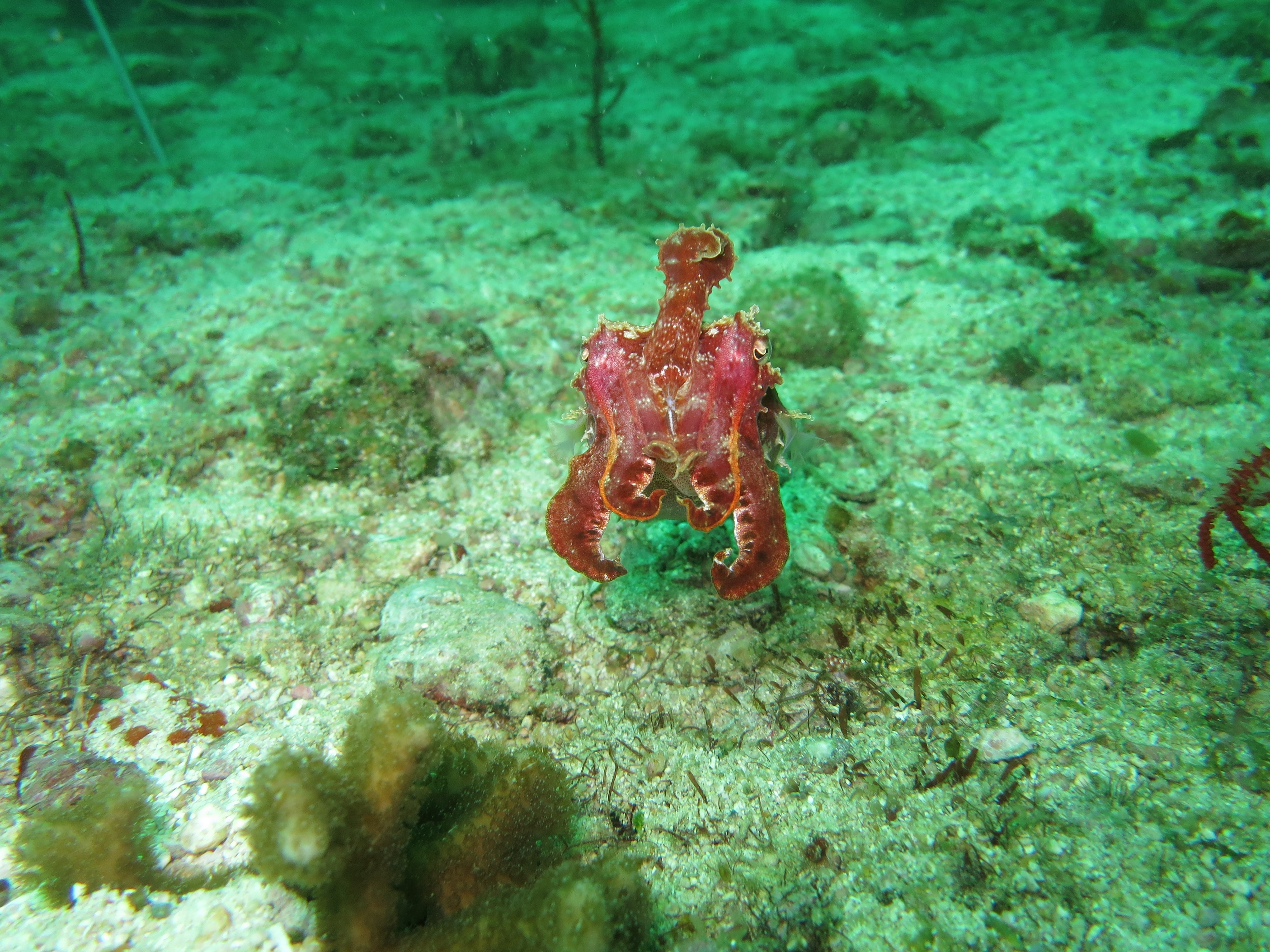 red sea creature