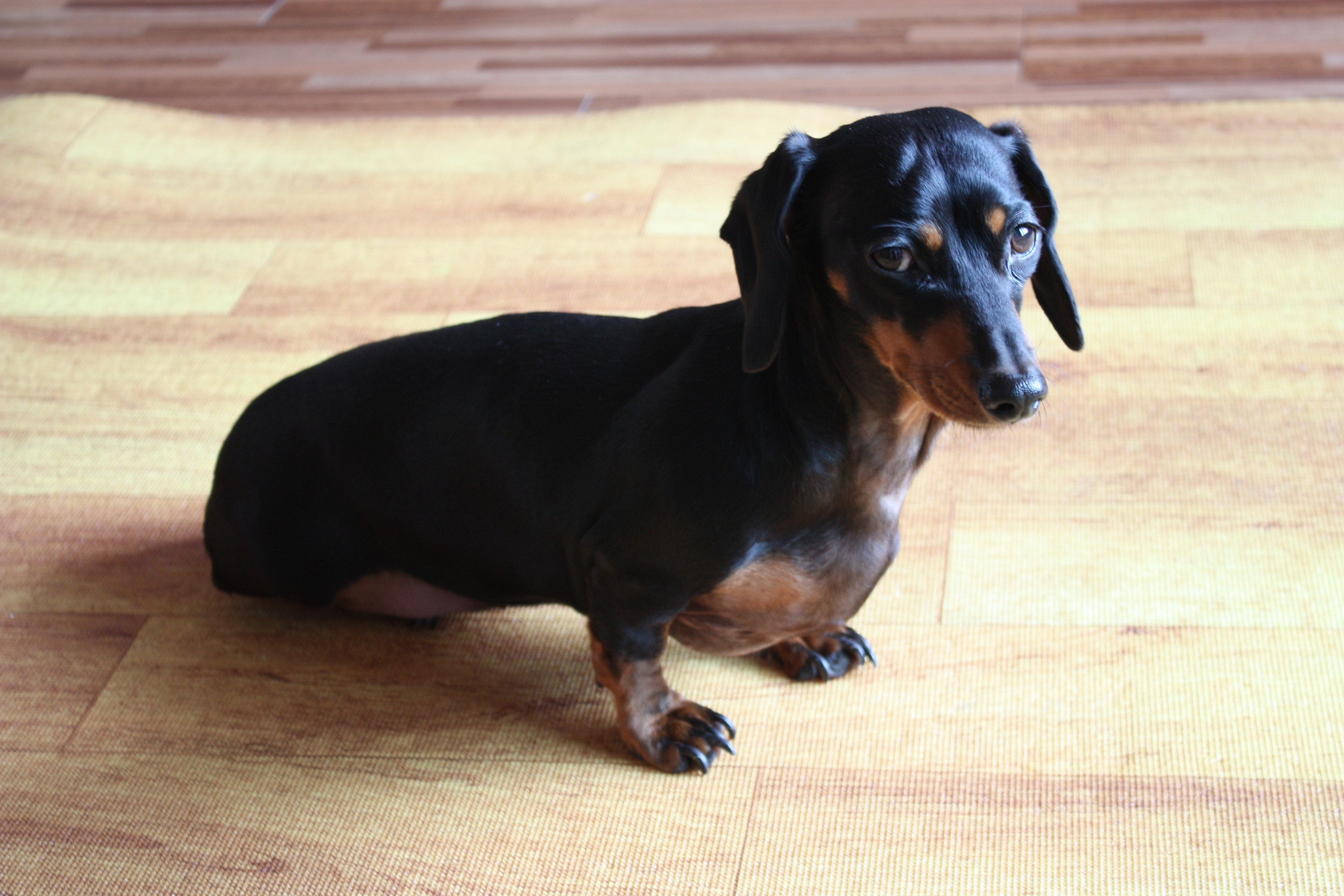 black and tan smooth dachshund