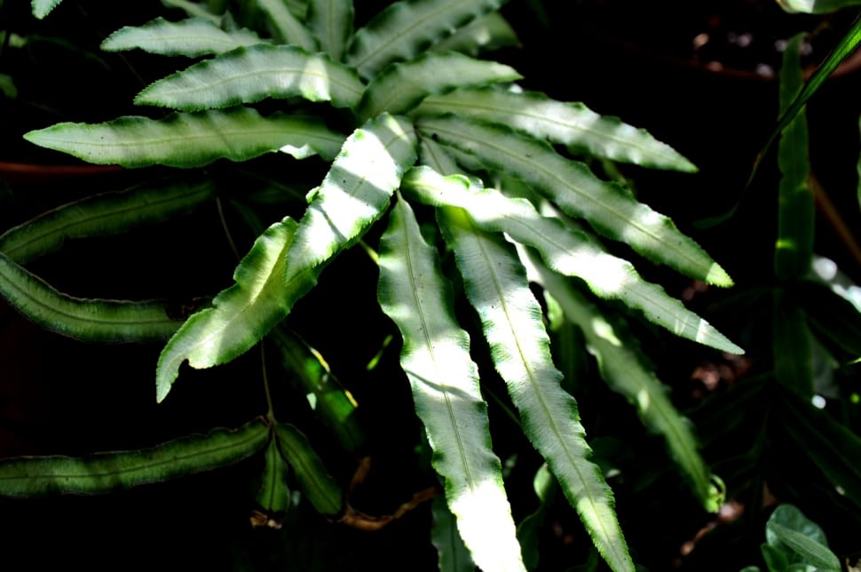 white and green leaf plant preview