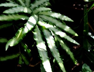 white and green leaf plant thumbnail