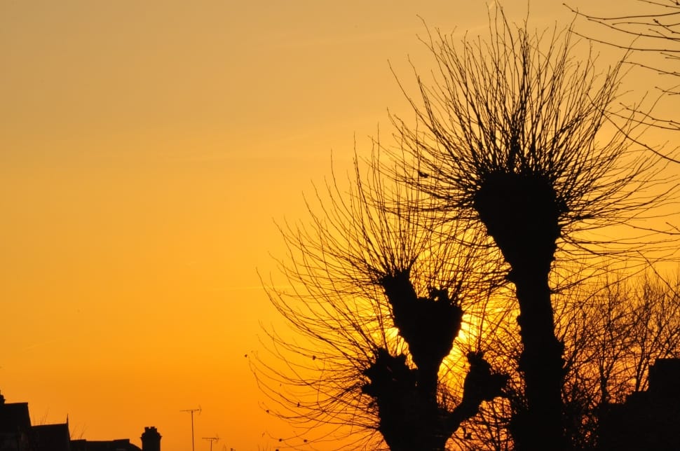 2 leafless trees silhouettes preview