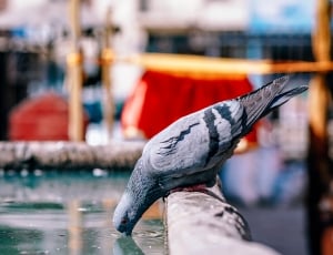 selective focus photography of gray dove drink fountain thumbnail