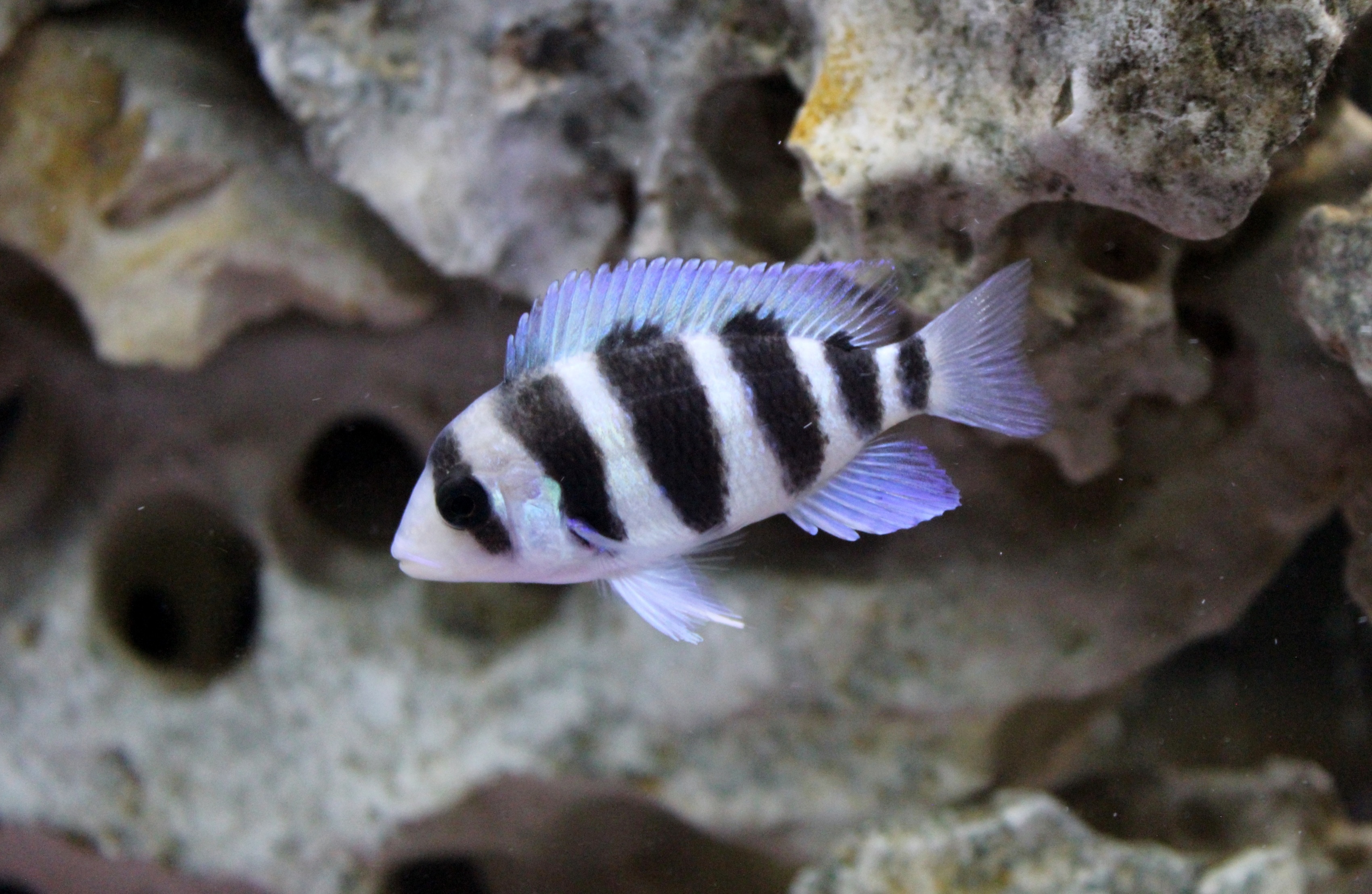 black and white stripe pet fish