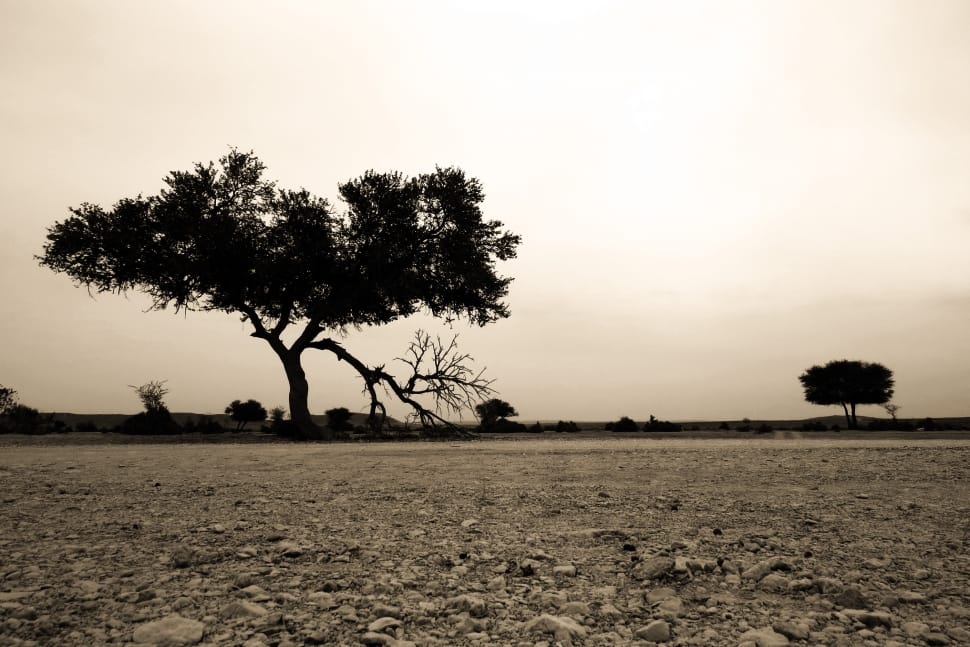 silhouette photo of tree preview
