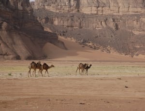 brown camels thumbnail