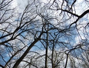 bottom view of bare tree thumbnail