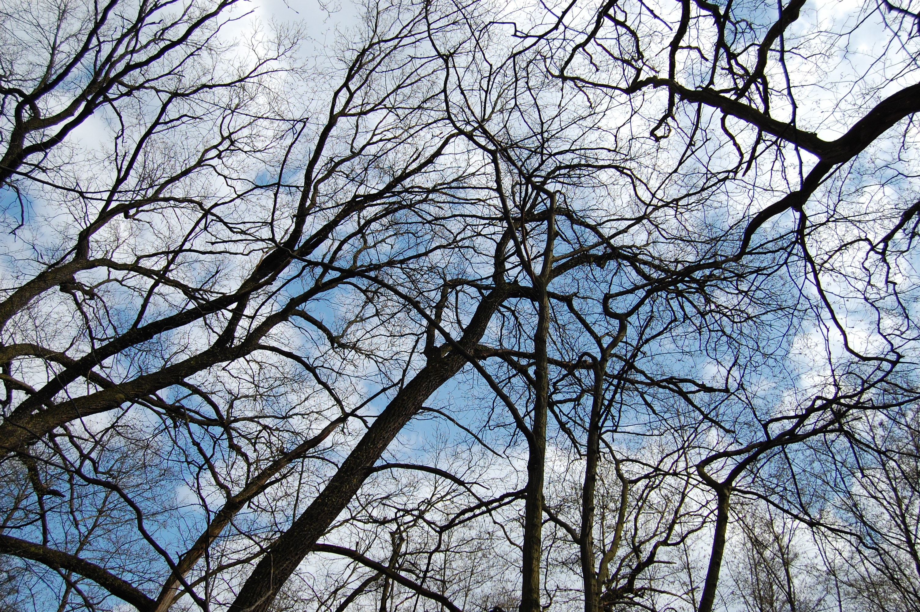 bottom view of bare tree