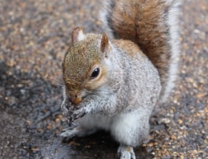 gray and brown squirrel thumbnail