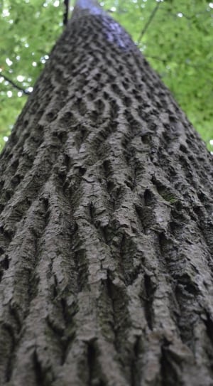 gray tree trunk thumbnail