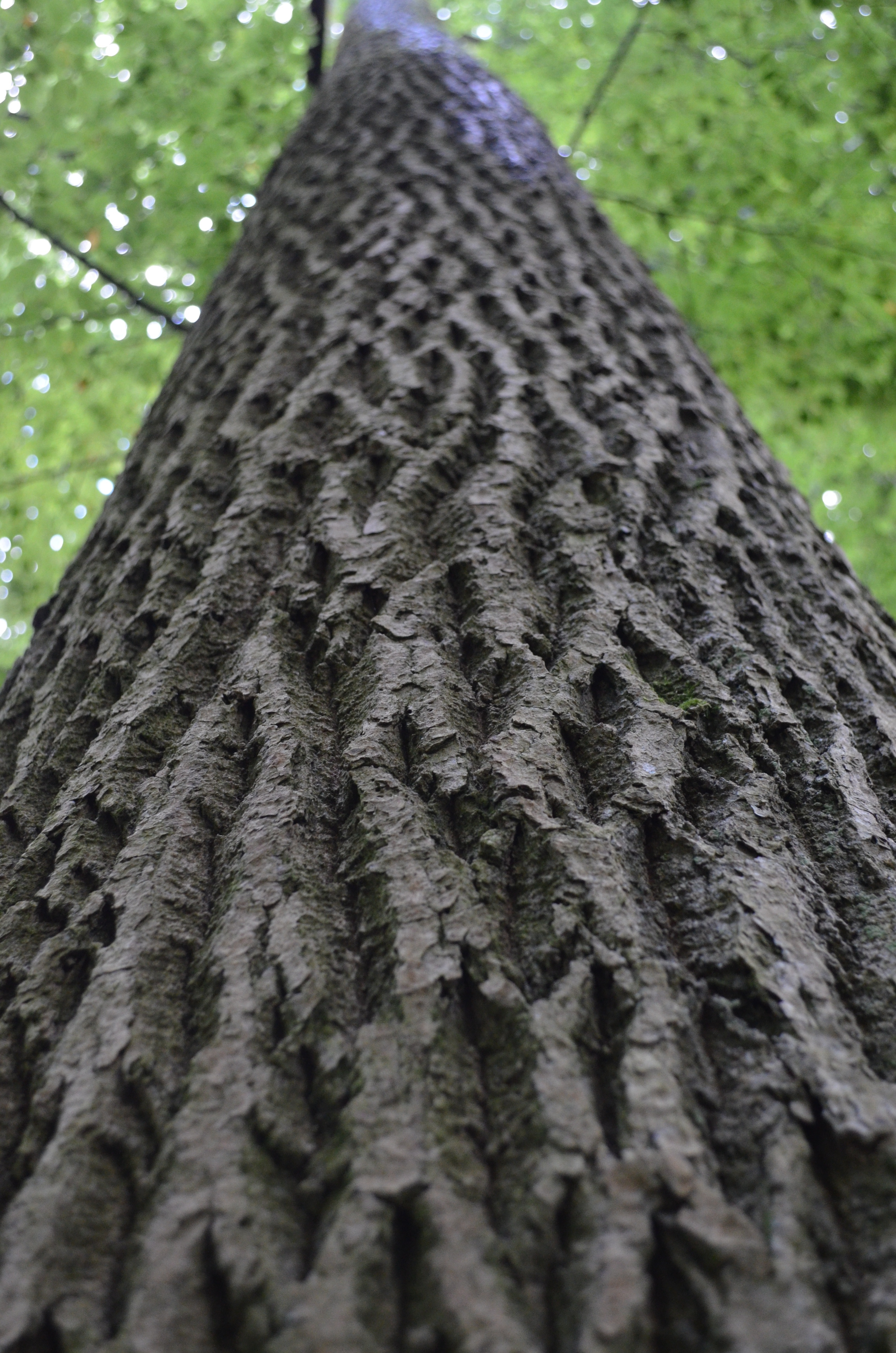 gray tree trunk