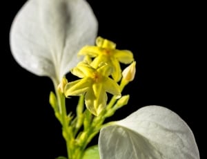 yellow and white petal flowers thumbnail