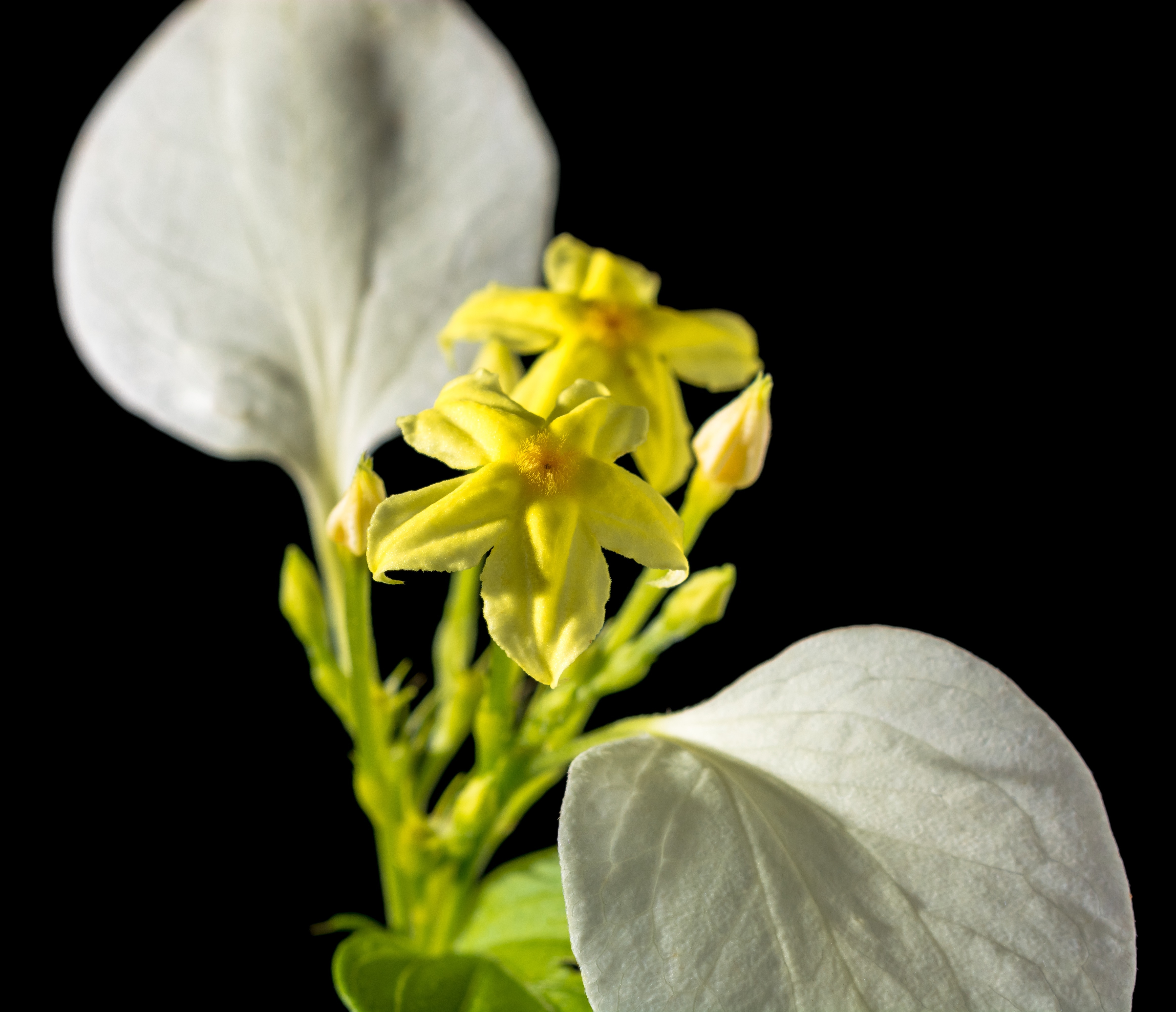 yellow and white petal flowers