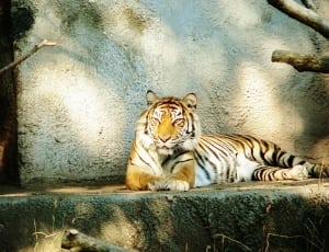 black white and brown tiger thumbnail