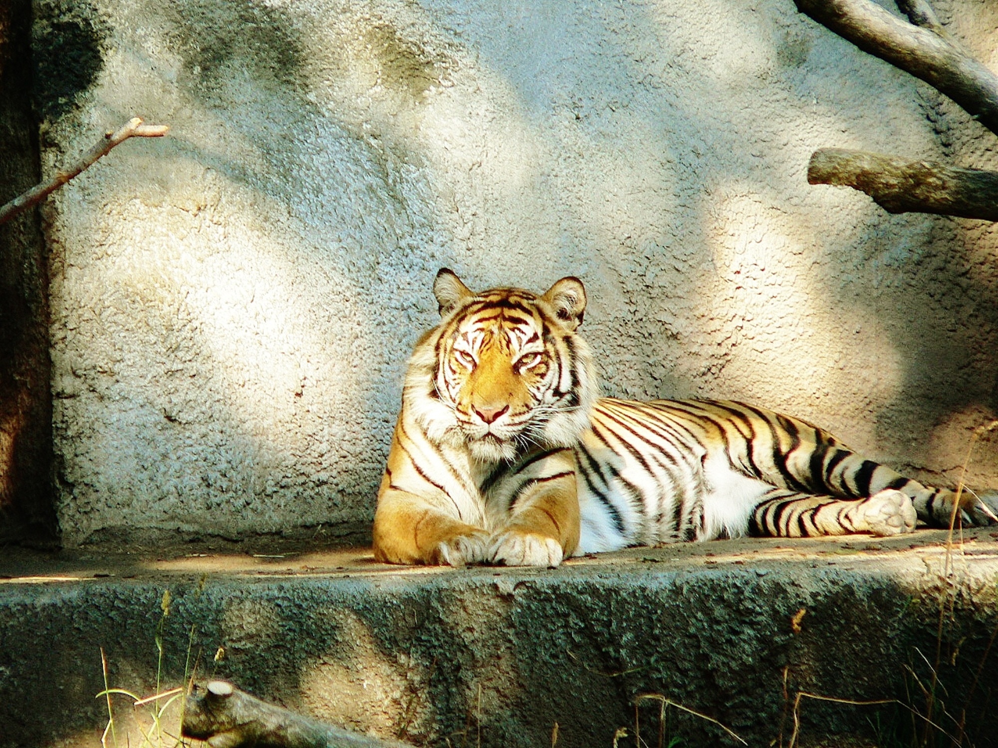 black white and brown tiger