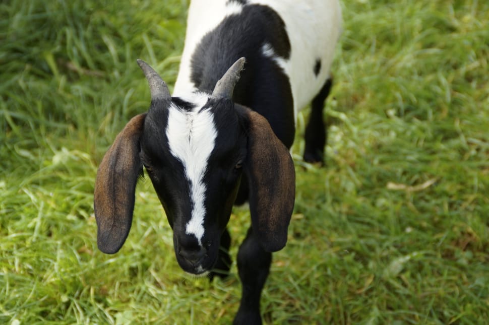 black, brown, and white nubian goat on green grass field preview