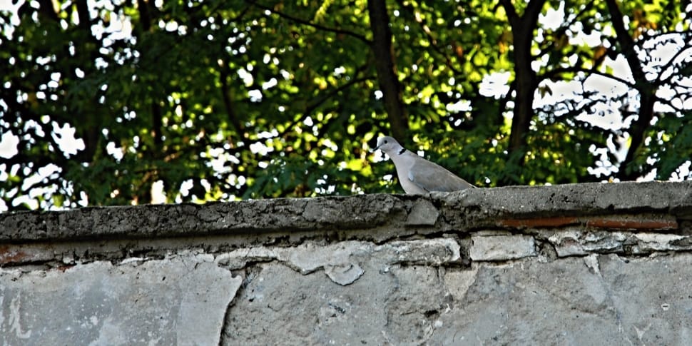 gray bird on concrete wall during daytime preview