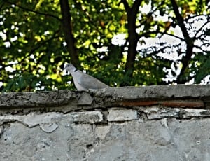 gray bird on concrete wall during daytime thumbnail