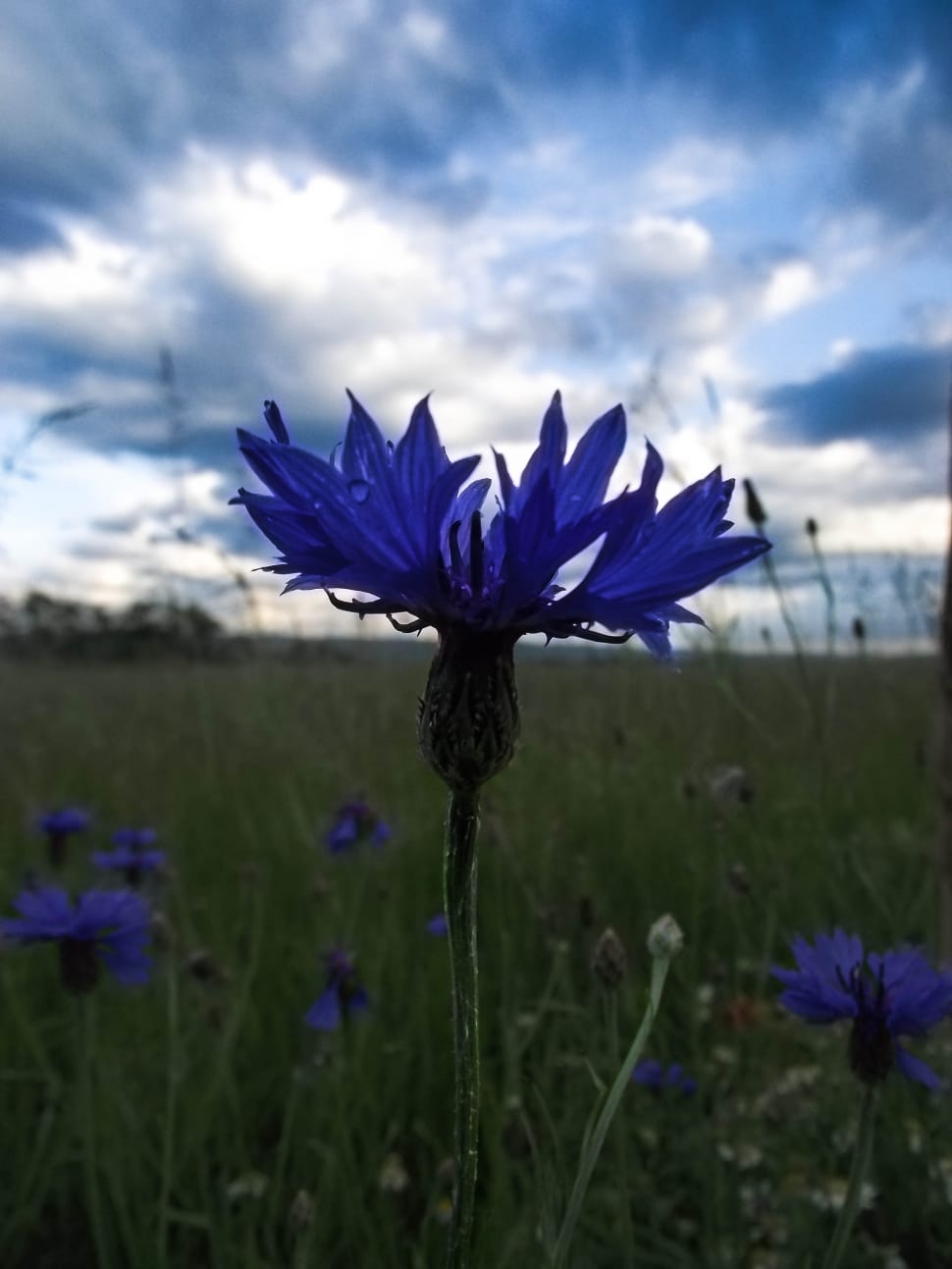 purple flower fields preview