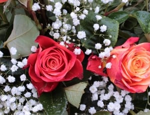 2 red rose with white flowers thumbnail