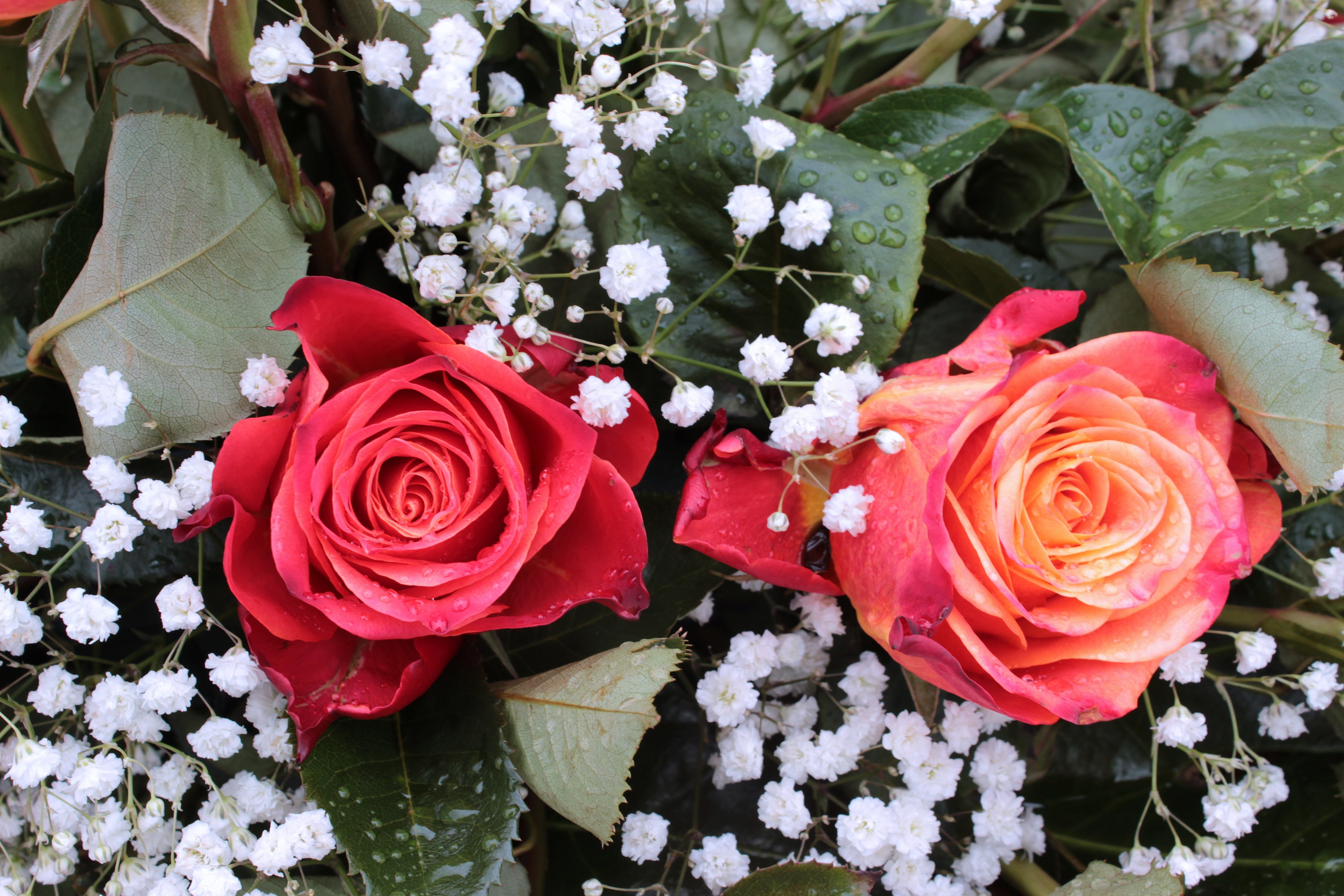 2 red rose with white flowers