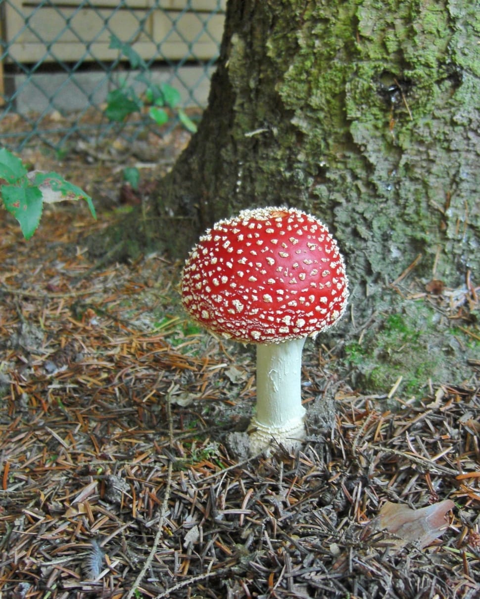 red and white mushroom preview
