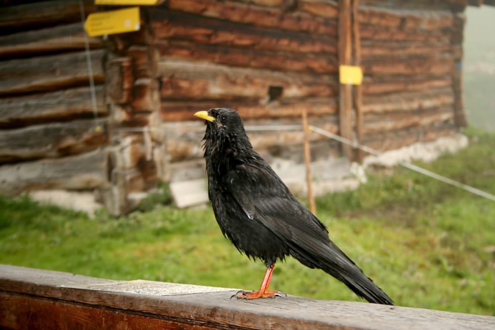 common blackbird preview