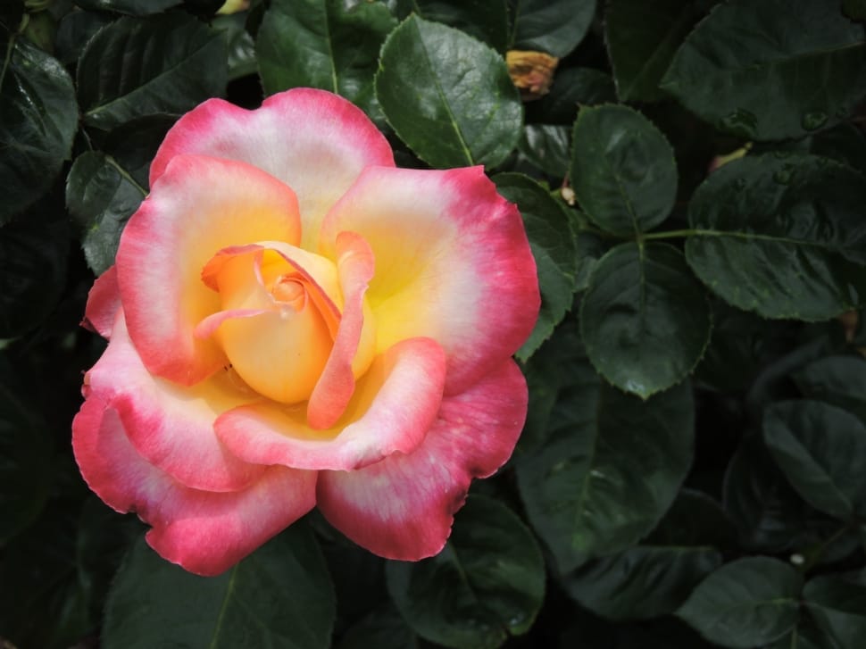 pink yellow rose flwoer preview