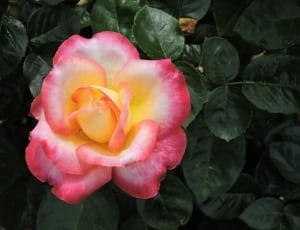 pink yellow rose flwoer thumbnail