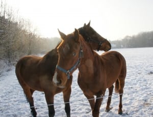 2 brown horses thumbnail