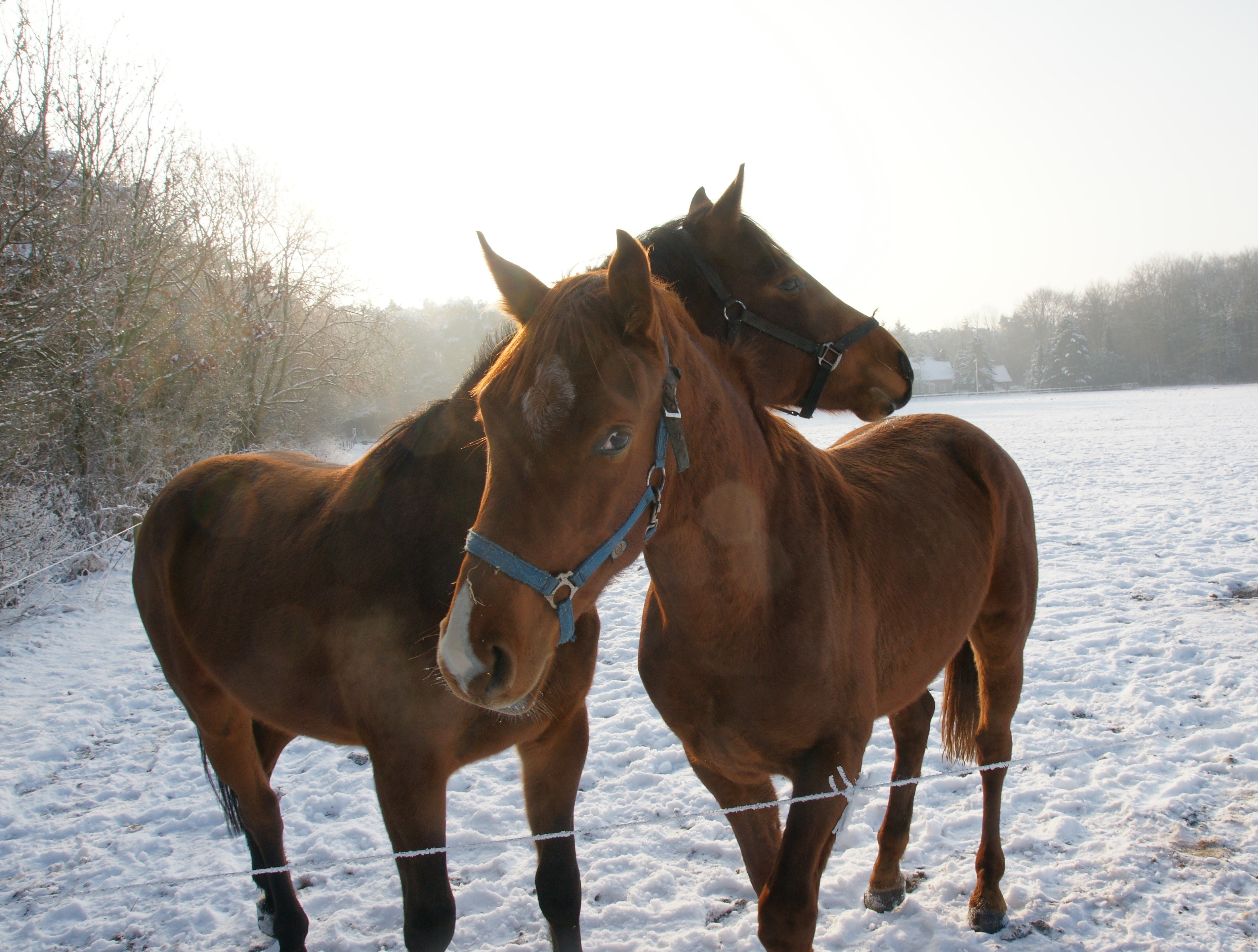 2 brown horses