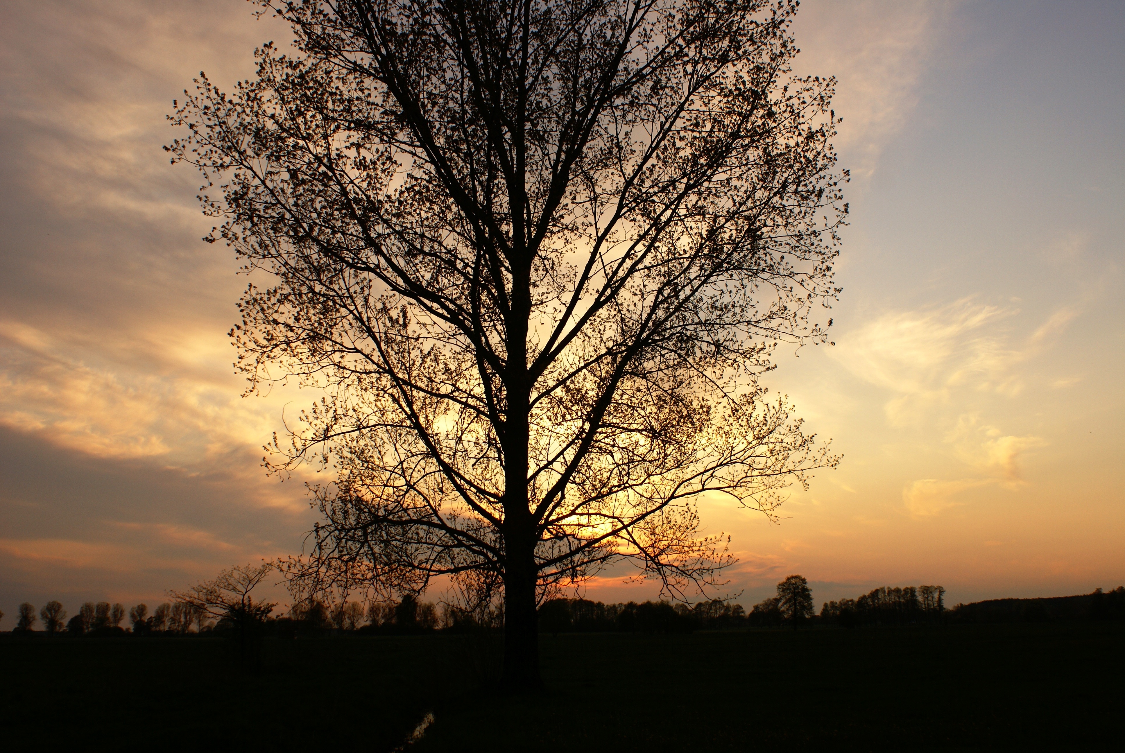 lone tree photo